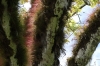 Ceiba tree, tree of life for Maya's, with bromelaids