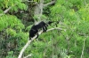 Howler monkeys. We could hear them all day