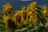 Sunflowers near Čerhov SK