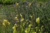 Wild flowers near the Wine Barrel viewing tower near Malá Táňa, SK