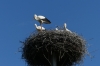 Storks in Borša SK