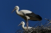 Storks in Borša SK