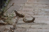 Curly tailed lizards in Trinidad CU