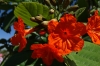 Orange flowers. Archaeological ruins of Tulum called Zama