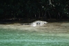 Crocodile basking in La Biosfera Sian Ka'an