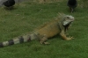 Iguanas in Parque Seminario, Guayaquil EC