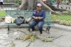 The Iguana lady in Parque Seminario, Guayaquil EC