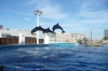 Performance at the Dolphinarium at L'Oceanogràfic, Valencia ES