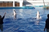 Performance at the Dolphinarium at L'Oceanogràfic, Valencia ES
