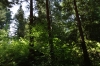 Stanley Park, Vancouver