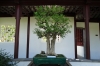 Bonsai at San Yat-sen Gardens, Vancouver