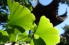 Ginkgo tree, San Yat-sen Gardens, Vancouver