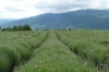 Lavender fields neat Shipka, Bulgaria