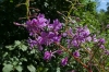 Wild flowers, Walk around Vihula Manor EE