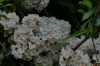 Flowering Laurels on the Blue Ridge Drive VA USA