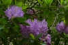 Azaelas at Mabry Mill, Blue Ridge Drive, 176mile, VA