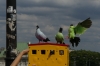 Coloured pigeons as a tourist attraction, Zamkowy Square, Warsaw PL