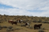 Wild ponies. Little Bighorn, Custer's Last Stand WY