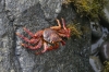 Crabs under the pier, Miraflores, Lima PE