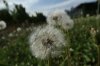 Dandelions at Crowsnest Vineyards, Cawston