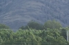 Grey mountains at dusk, Crowsnest Vineyards, Cawston