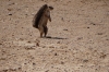 Ground squirrel, Kalahari Red Dunes Lodge, Namibia