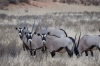 Oryx cows and calves, Kalahari Red Dunes Lodge, Namibia