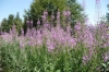 Wild flowers on the mountain pass (road R-18) between Kolašin and Žabljak ME