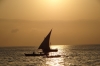 Dhow sailing to fish, Zanzibar, Tanzania