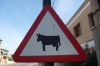 We could smell where this bull was, in Alfajarin ES
