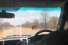 That sign about elephants on the road is correct, Zambezi National Park, Zimbabwe